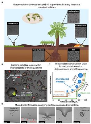 Life in a Droplet: Microbial Ecology in Microscopic Surface Wetness